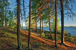 Edge Prints: Boreal forest at edge of Setting Lake at sunrise Setting Lake Wayside Park near Wabowden