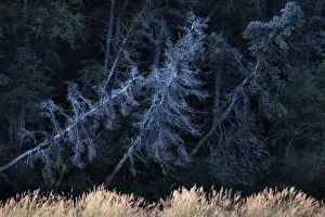 Alaska Gallery: Boreal forest in Katmai National Park and Preserve, Alaska