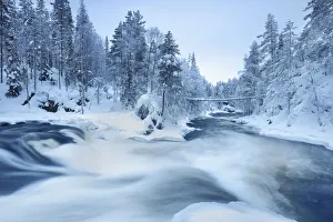 Finland Gallery: Boreal forest at Kitkajoki - Finland, Northern Ostrobothnia, Oulanka
