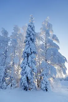 Birch Prints: Boreal forest with snow covered birches and spruces in winter - Finland