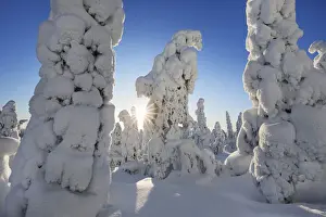 Back Light Prints: Boreal forest with snow covered spruces in winter - Finland, Northern Ostrobothnia