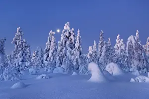 Boreal forest with snow covered spruces in winter - Finland, Eastern Lapland, Posio
