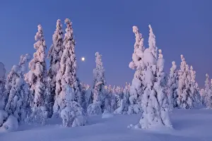 Boreal forest with snow covered spruces in winter - Finland, Eastern Lapland, Posio