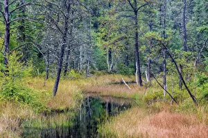 Grasses Prints: Boreal Forest wetland near Gogama, Ontario, Canada