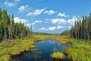 Boreal Prints: Boreal forest wetland near Timmins, Ontario