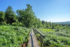 Wooden Path Prints: Borfinker Ochsenpfad trail, Hunsruck National Park, Rhineland-Palatinate, Germany