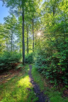 Hunsruck Prints: Borfinker Ochsenpfad trail, Hunsruck National Park, Rhineland-Palatinate, Germany