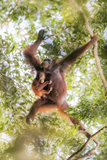 Family Prints: Bornean orangutan mother carrying a baby on a tree, Tanjung Puting National Park