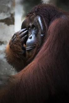Bornean Orangutan, pongo pygmaeus, Tanjung Puting National Park, central Kalimantan