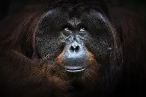 Bornean orangutan portrait, Tanjung Puting National Park