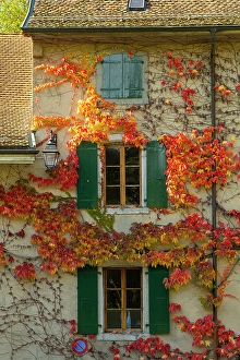 Windows Prints: Boston Ivy on a house in Aigle, Vaud, Switzerland
