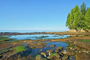 Images Dated 14th August 2023: Botanical Beach at low tide (Formerly Botanical Beach Provincial Park)