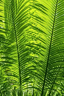 Hannover Prints: Botanical Gardens, Herrenhausen, Hannover, Lower Saxony, Germany