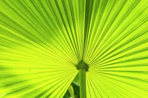 Botanical Gardens, Herrenhausen, Hannover, Lower Saxony, Germany