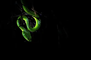 Dark Prints: Bothriechis lateralis in Monteverde, Costa Rica