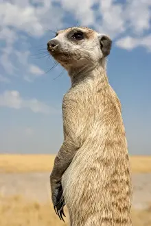 Suricate Prints: Botswana, Makgadikgadi. A meerkat keeps watch for predators in the dry Makgadikgadi pans of Botswana