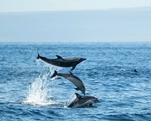 Dolphin Prints: Bottlenose Dolphins, Galapagos Islands, Ecuador