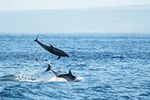Remote Prints: Bottlenose Dolphins, Galapagos Islands, Ecuador