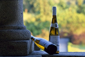 Viniculture Prints: Bottles of lightly sparkling Vinho Verde or green wine