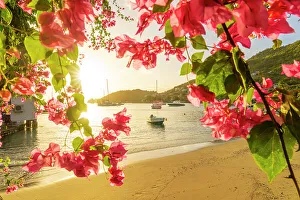 Images Dated 6th April 2023: Bougainvillea, Bequia Island, Grenadine Islands, Saint Vincent and the Grenadines, Caribbean