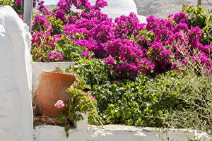 Images Dated 11th December 2018: Bougainvillea in the Chora, Folegandros, Cyclades, Greece