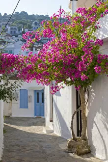 Images Dated 30th June 2022: Bougainvillea, Skopelos Town, Skopelos, Sporade Islands, Greece