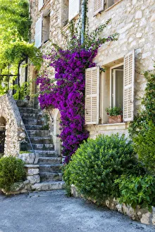 Staircase Prints: Bougainvillea over Staircase, St. Paul de Vence, Cote d Azur, France