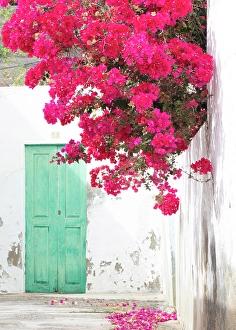 Premium Selects 2024 Prints: Bougainvillea on a whitewashed wall, Haria, Lanzarote, Canary Islands, Spain