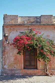 Images Dated 27th April 2023: A bouganville tree in front of a colonial architecture house of Colonia del Sacramento, Uruguay