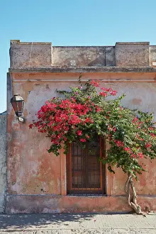Street Lamp Prints: A bouganville tree in front of a colonial architecture house of Colonia del Sacramento
