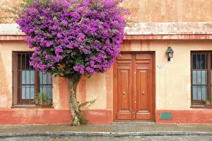 Street Lamp Prints: A bouganville tree in front of a colonial architecture house of Colonia del Sacramento