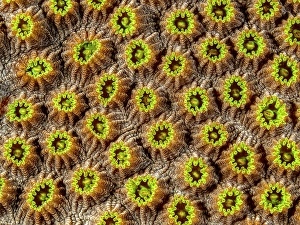 Marine Invertebrate Prints: Boulder Star Coral (Orbicella annularis)