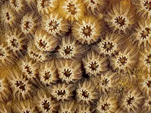 Invertebrate Prints: Boulder Star Coral (Orbicella Franksi) polyp details