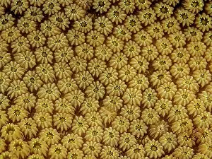 Wall Art Prints: Boulder Star Coral (Orbicella Franksi) polyp details