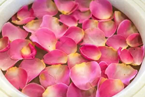 Bowl of rose petals, Mumbai, India