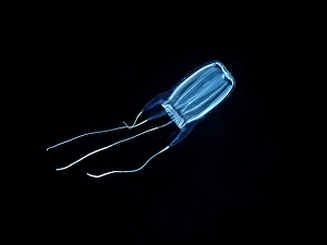 Marine Invertebrate Prints: Box Jellyfish on a black water dive in Grand Cayman, Cayman Islands, British West Indies