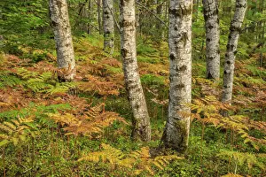 Fern Prints: Bracken Fern and Aspen Trees, Algonquin Provincial Park, Ontario, Canada