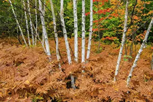 Woodlands Prints: Bracken fern in a birch woodlot understory in early autumn