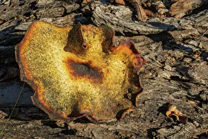 Botanical Prints: Bracket fungus in Seine River forest, Winnipeg, Manitoba, Canada