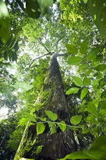 Images Dated 19th October 2012: Brazil, Amazon, Acre state, Xapuri, Reserva Extrativista Chico Mendes, kapok tree