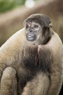 Images Dated 14th September 2017: Brazil, Amazon, Brown woolly monkey (Lagothrix lagothricha)