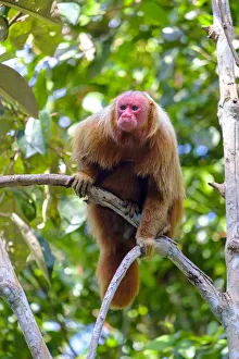 Images Dated 14th September 2017: Brazil, Amazonas, Brazilian Amazon, Bald uakari (Cacajao calvus)