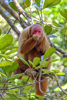 Images Dated 14th September 2017: Brazil, Amazonas, Brazilian Amazon, Bald uakari (Cacajao calvus)