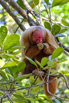 Brazil, Amazonas, Brazilian Amazon, Bald uakari (Cacajao calvus)