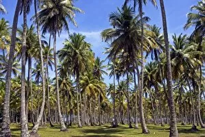Brazil, Bahia, Boipeba Island