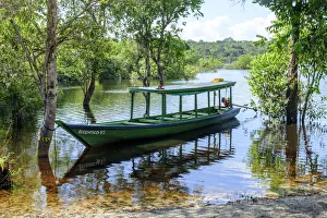 Brazil, Brazilian Amazon, Amazonas state, Mamori district, Juma rainforest reserve