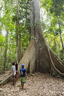Walker Prints: Brazil, Brazilian Amazon, Para, hikers in front of a giant kapok tree in the Amazon