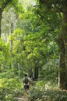 Trail Prints: Brazil, Brazilian Amazon, Para, hikers in the Amazon Rainforest in FLONA - the Tapajos