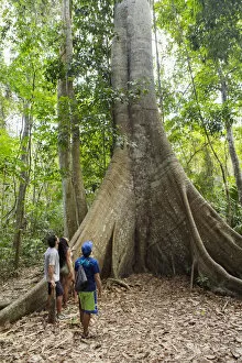 Brazil, Brazilian Amazon, Para, hikers in front of a giant kapok tree in the Amazon