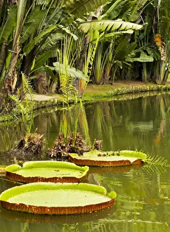 Images Dated 23rd September 2016: Brazil, City of Rio de Janeiro, View of the Botanical Garden